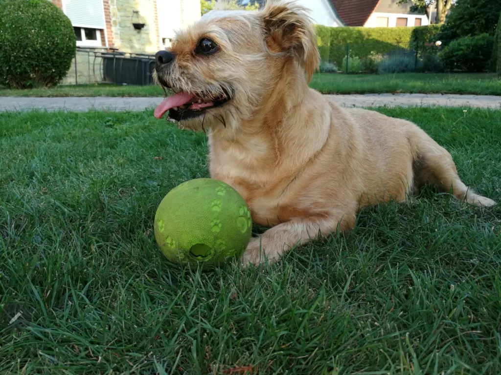 Bild von Balu