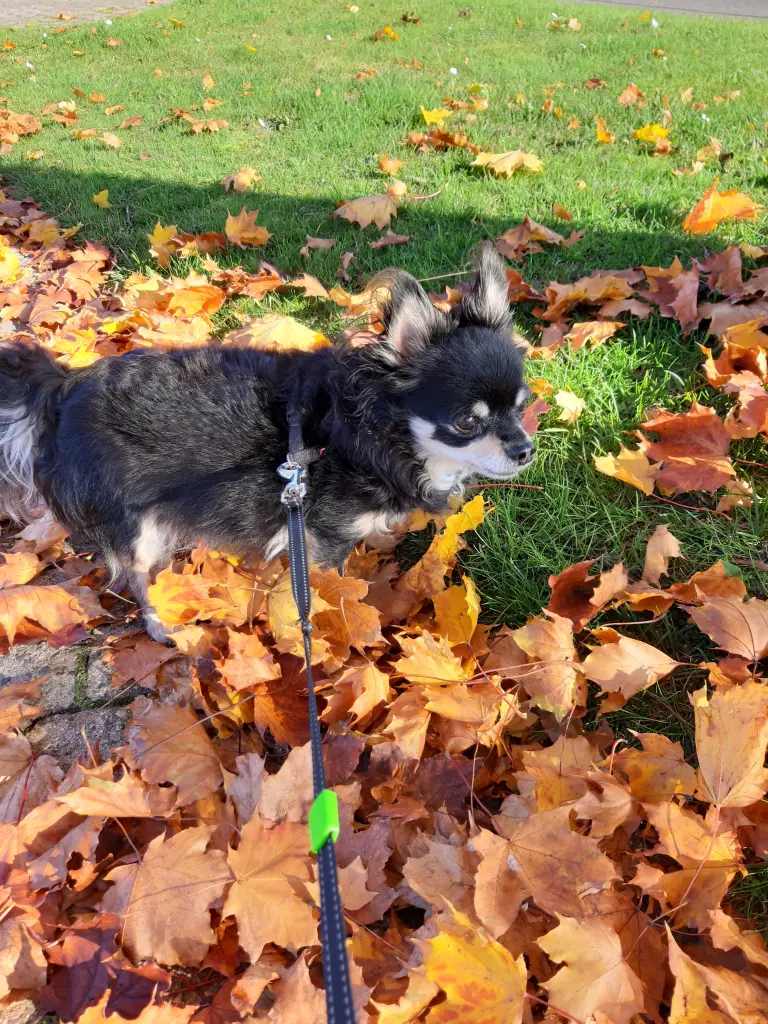 Andachtsbild von Carmen