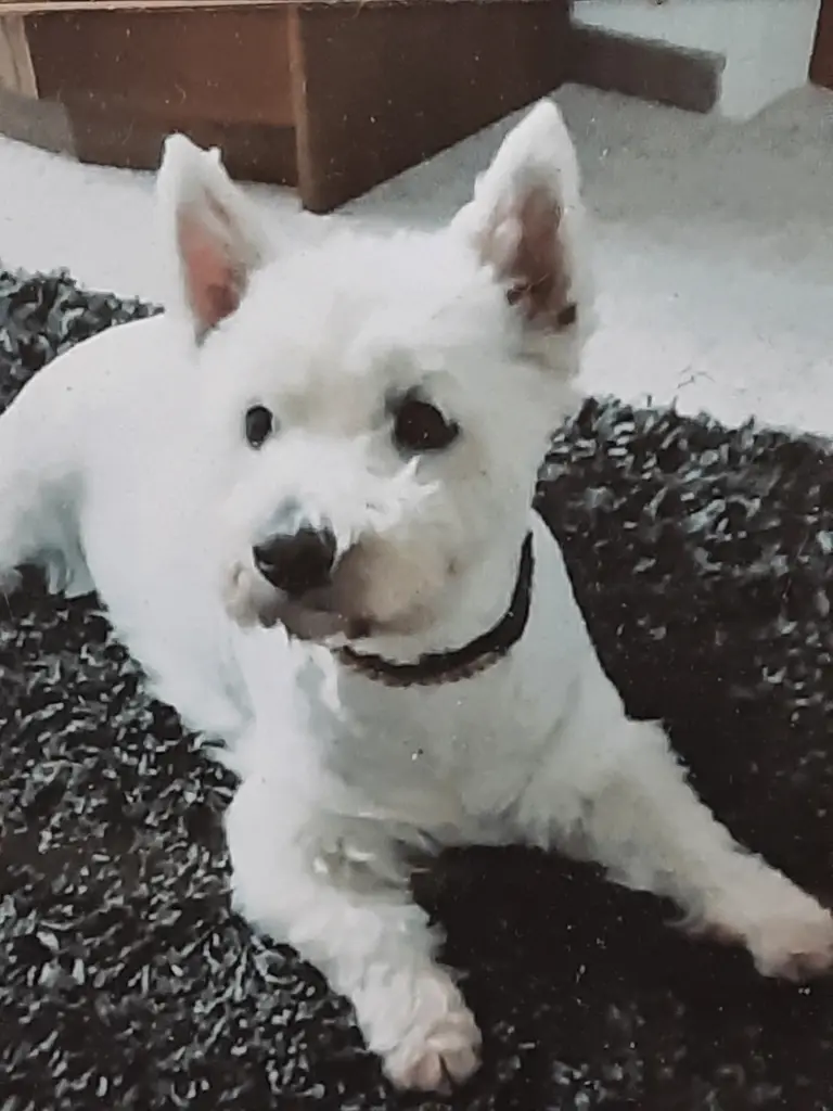 Andachtsbild von Unbekannt