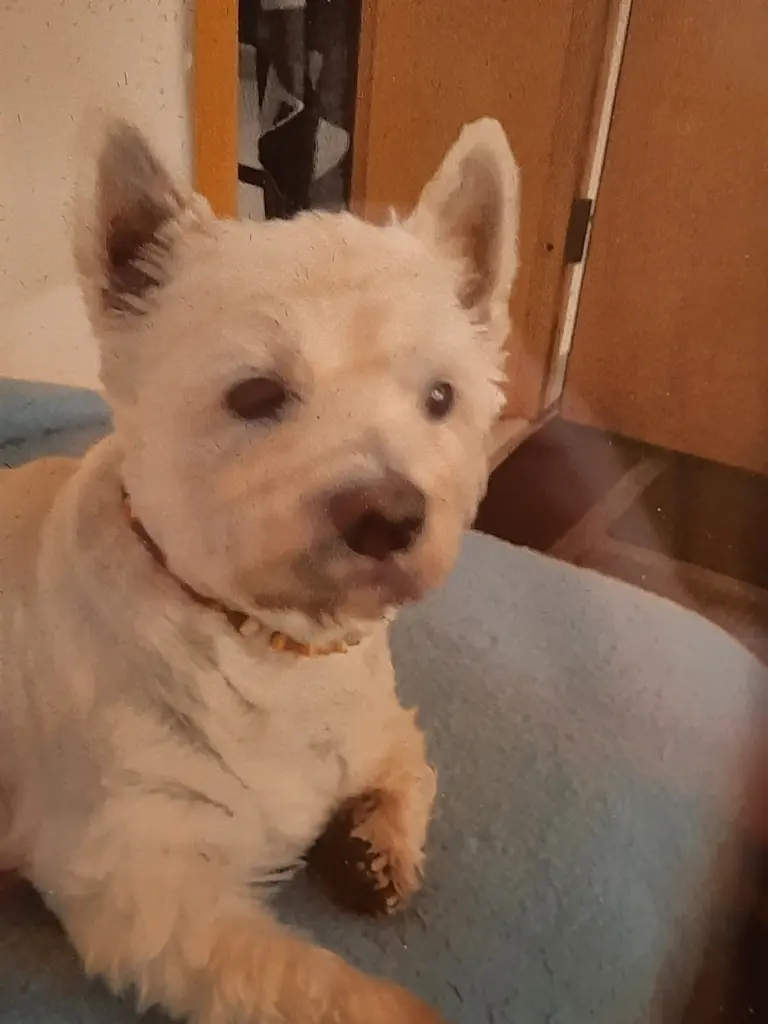 Andachtsbild von für Flocke