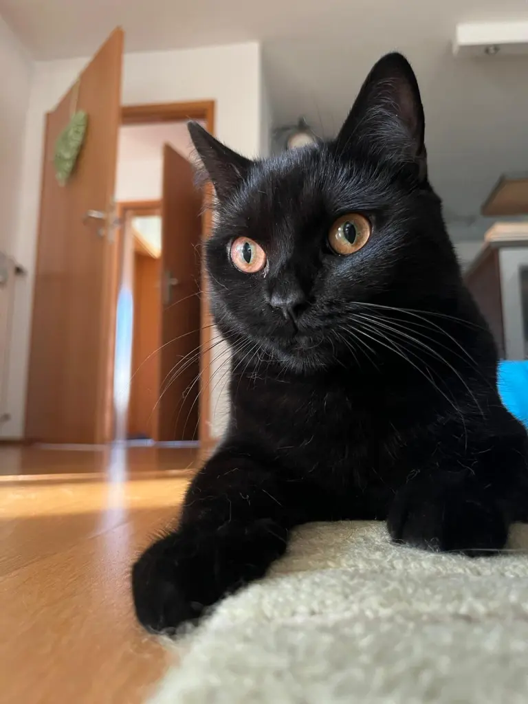 Image from Monty