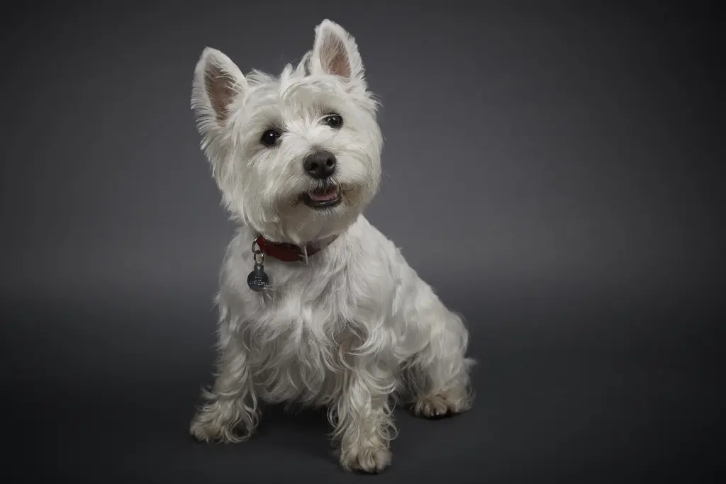 Condolence image of Ha-Anh Bui