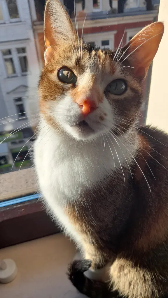 Image from Luna