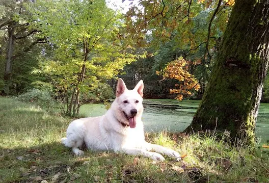 Spaziergang im Wald bei Ratingen