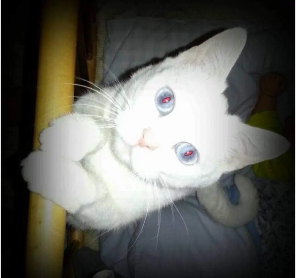 Image from Miu