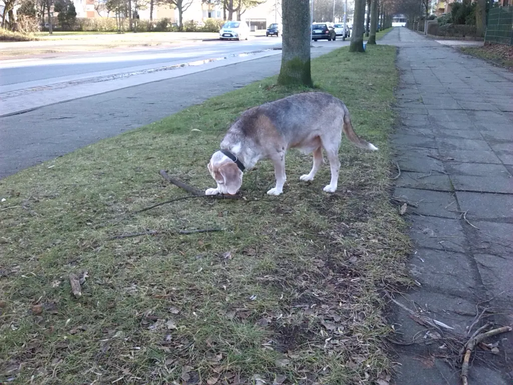 Image from Oskar