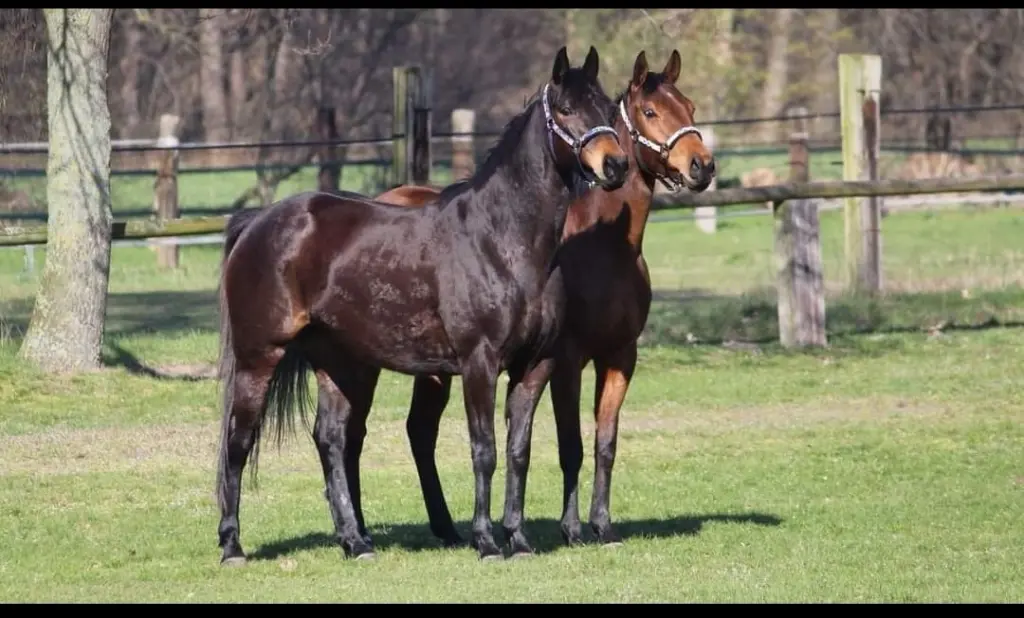 Bild von Belle Le Beau