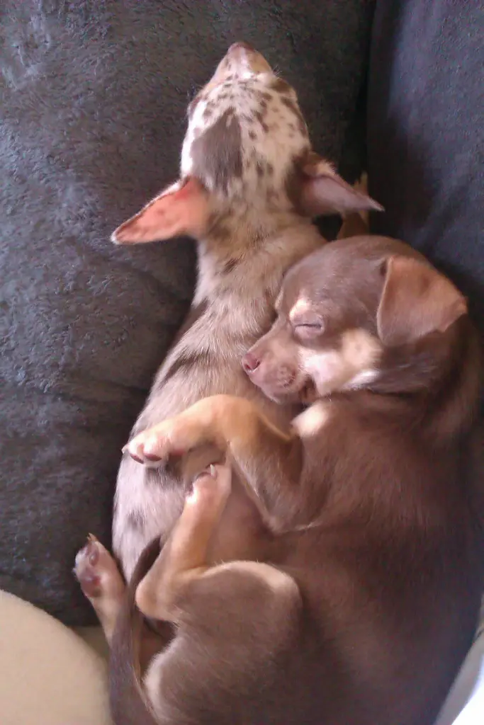 Andachtsbild von Paul