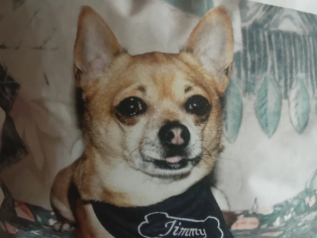 Andachtsbild von Irene mit JIMMY im Herzen ❤️ Gute Reise zu den Sternen ☆