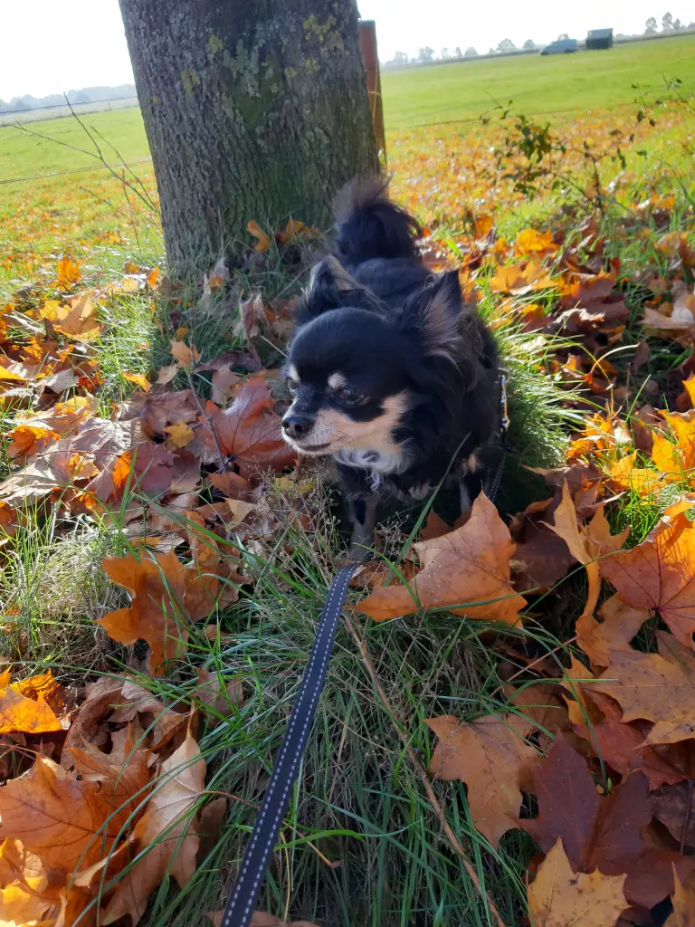 Andachtsbild von Carmen