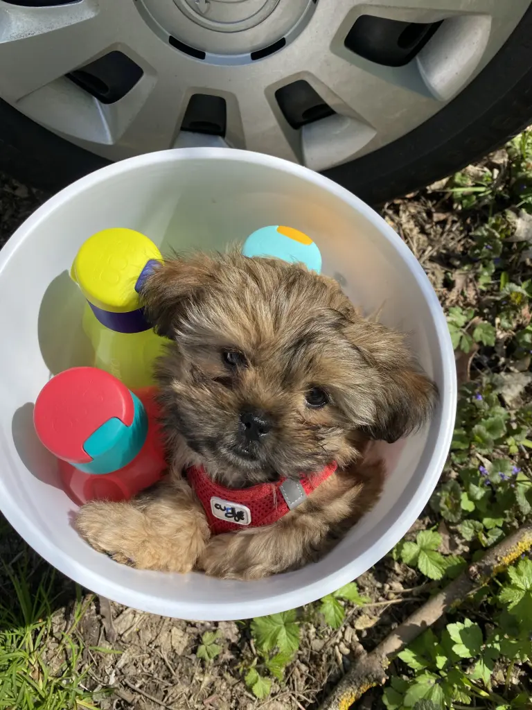 Lizzy als Welpe und Spitzbube