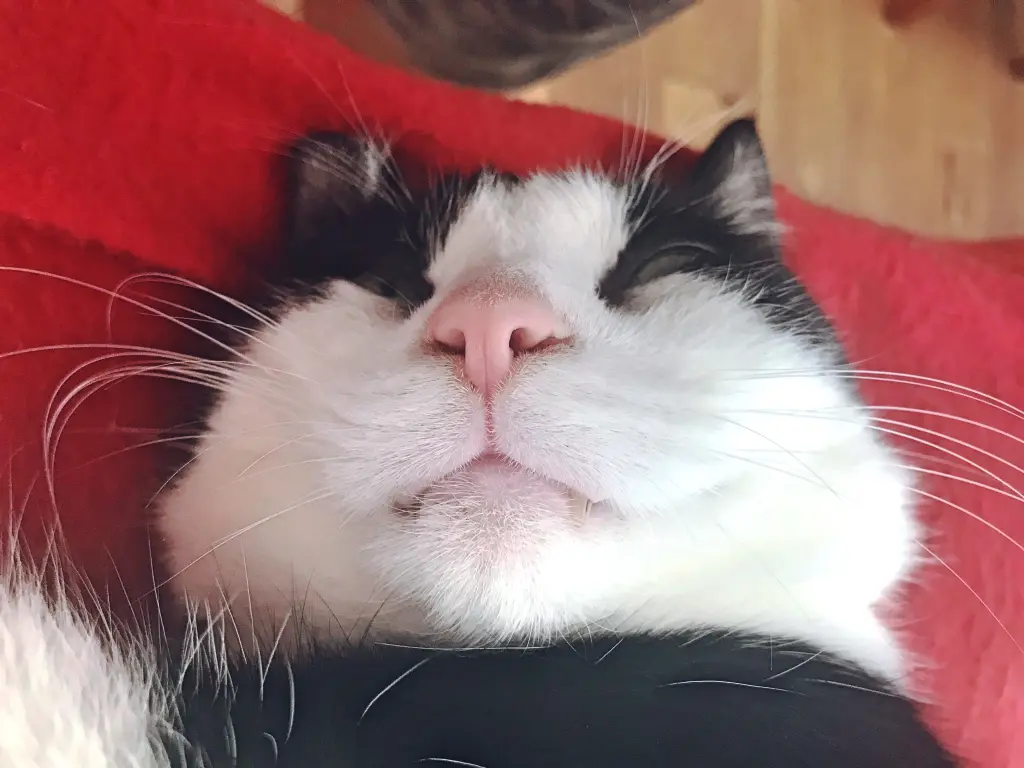 😻😻