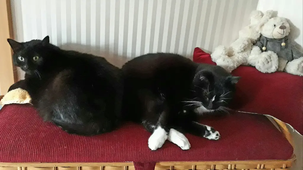 Andachtsbild von Birgit mit Floh tief im Herzen