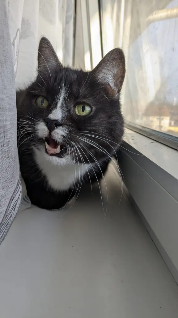 Andachtsbild von Niki mit lola♥️ Arndt