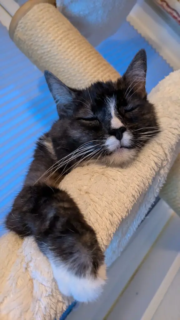 Andachtsbild von Niki Mama von lino mit lola ❤️ ❤️ ❤️ Arndt