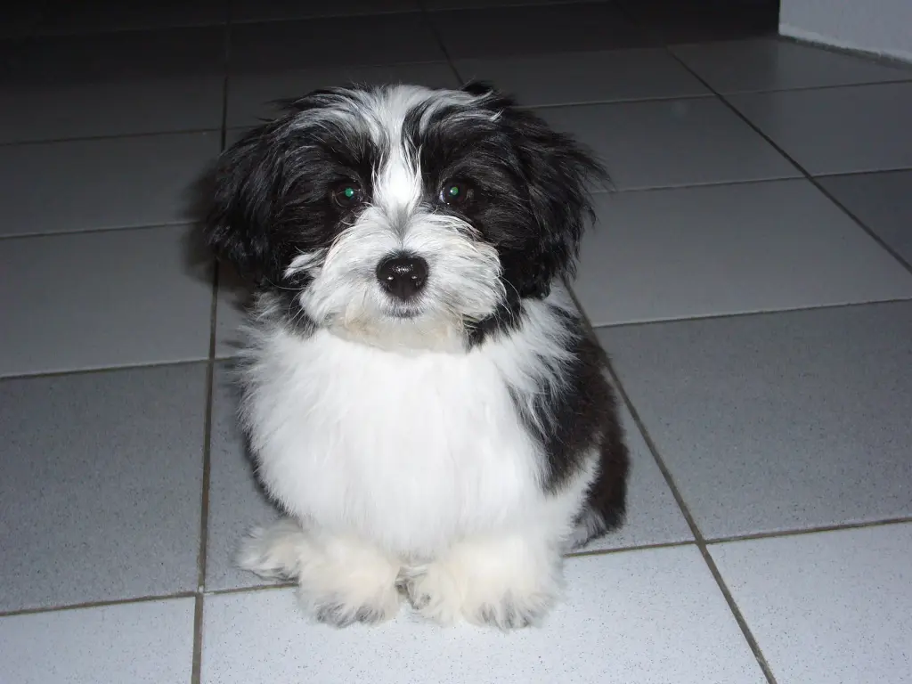 Zuckersüße Welpen Maus !