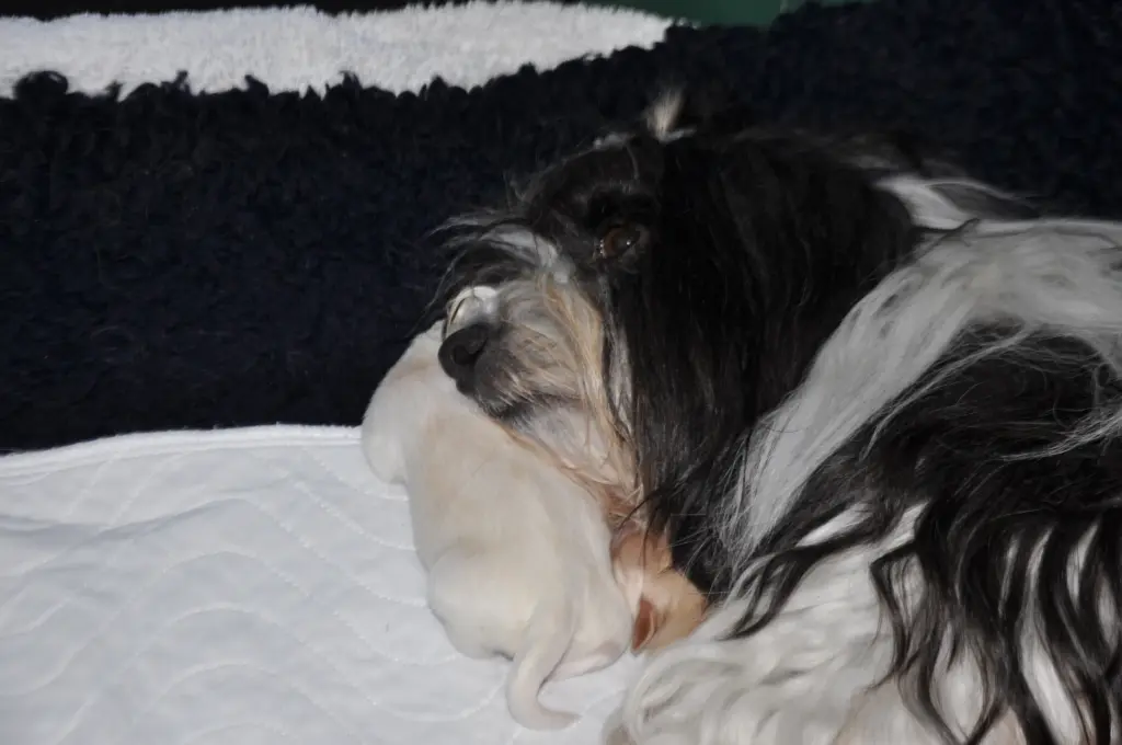 Hingebungsvolle Mama