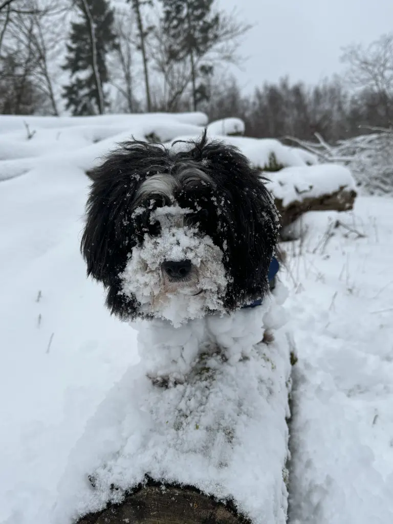 Unsere Maus hatte viel Spaß am Leben !