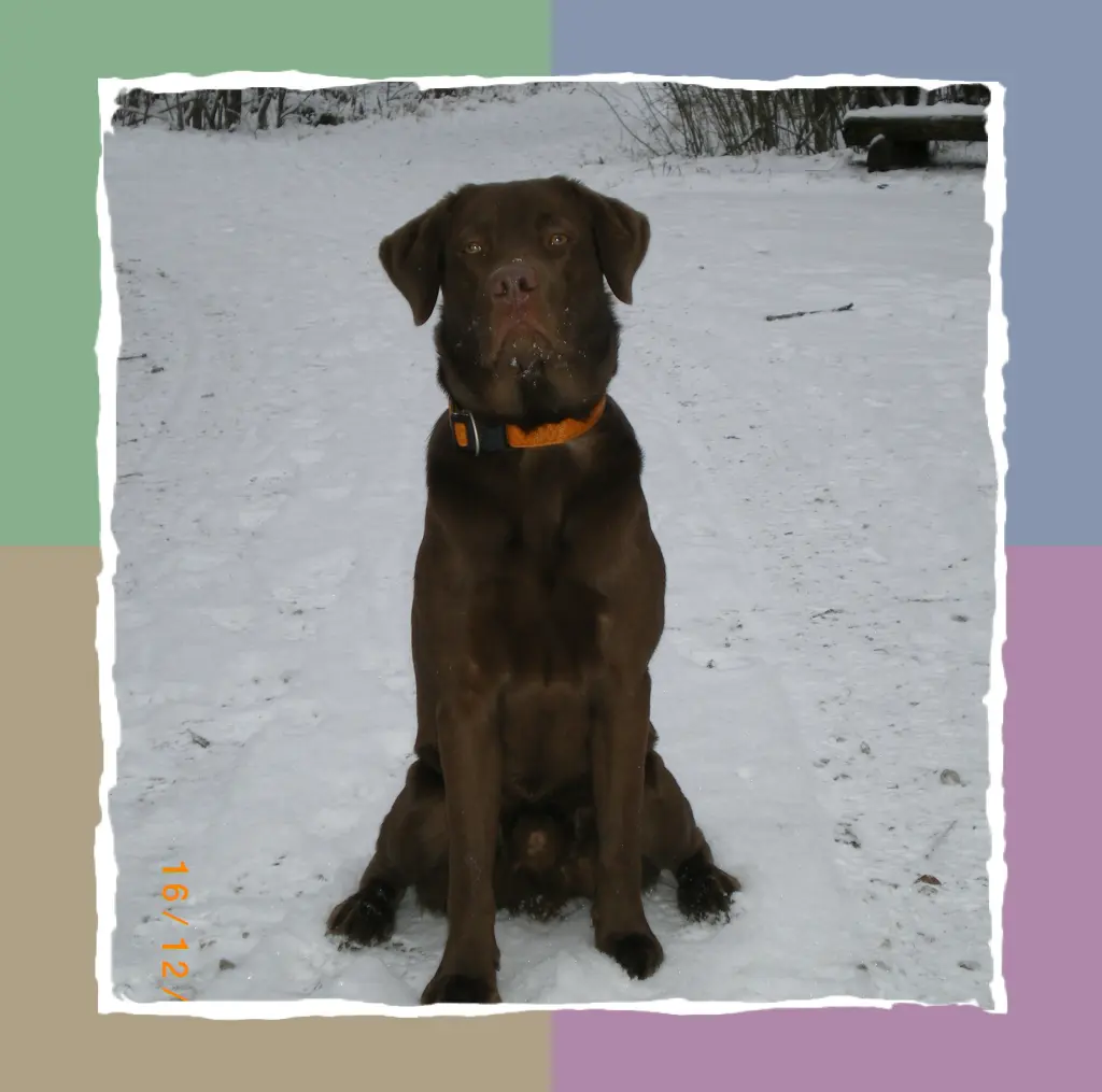 Bild von BALOU