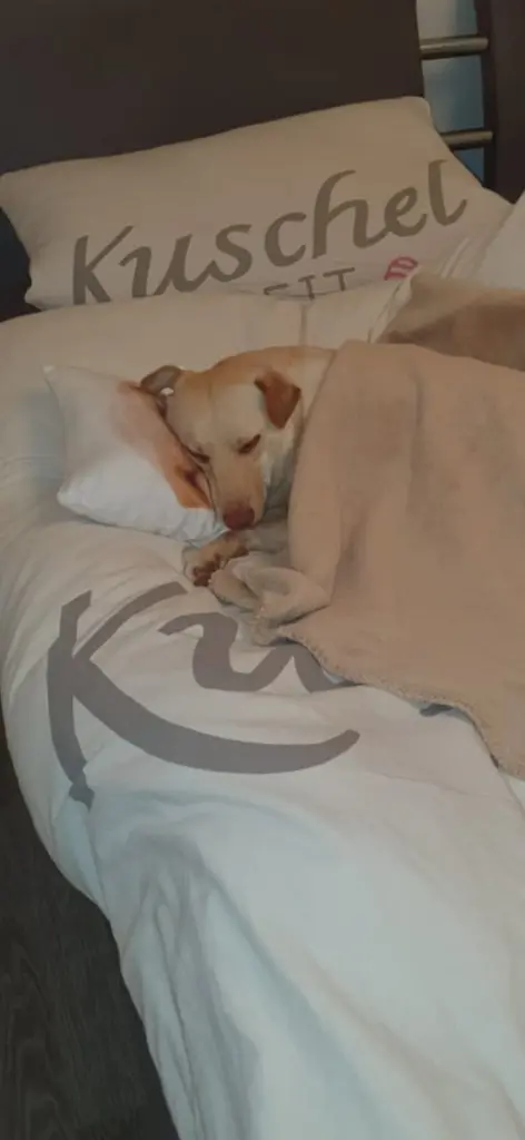 Vivos lieblingsplatz