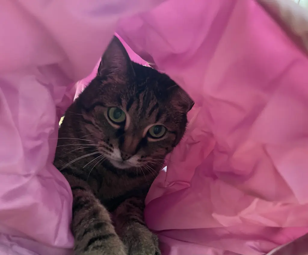 Bild von Tobi