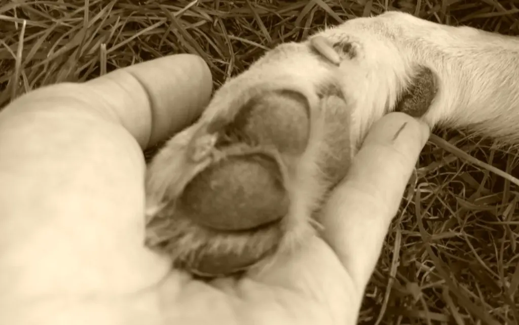 Für immer in unseren Herzen ❤️