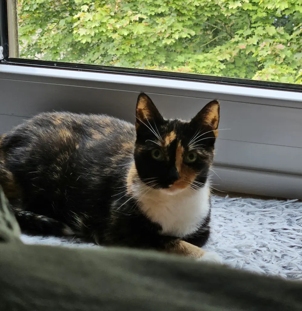 Image from Leyla