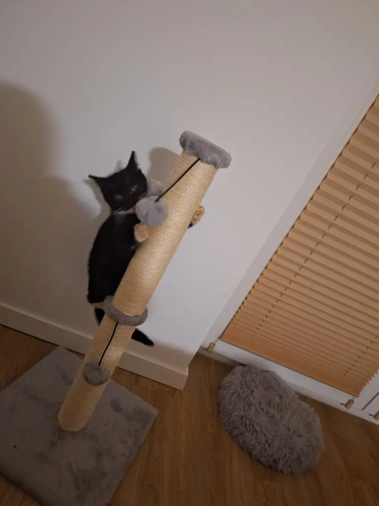 Die erste Nacht nicht mehr im Tierheim