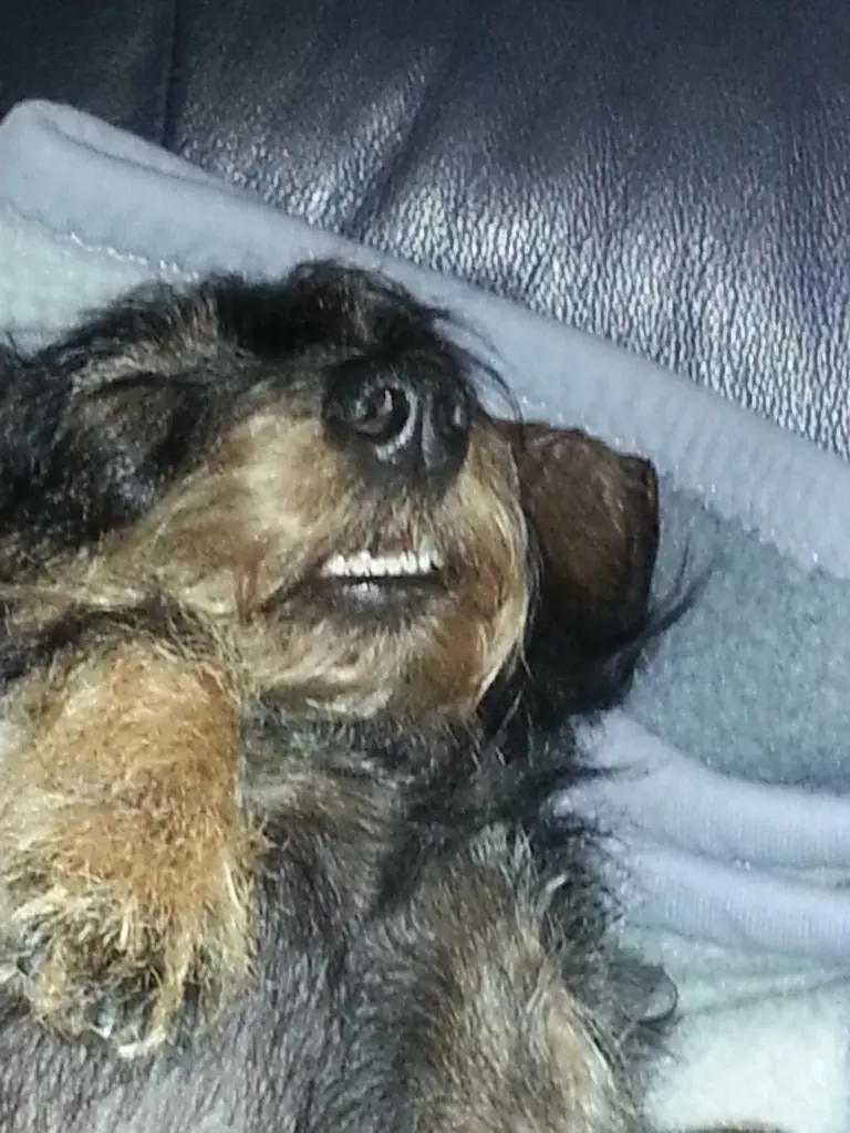 Britti Hält Mittagsschlaf