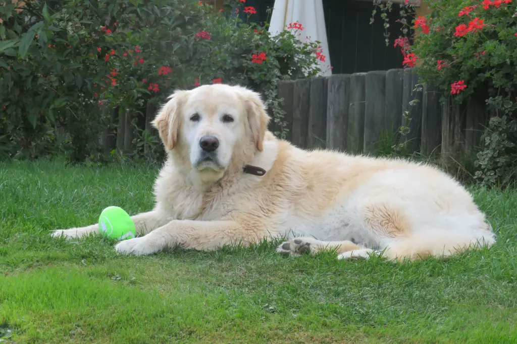 Andachtsbild von Peter & Christa mit Theo♥️