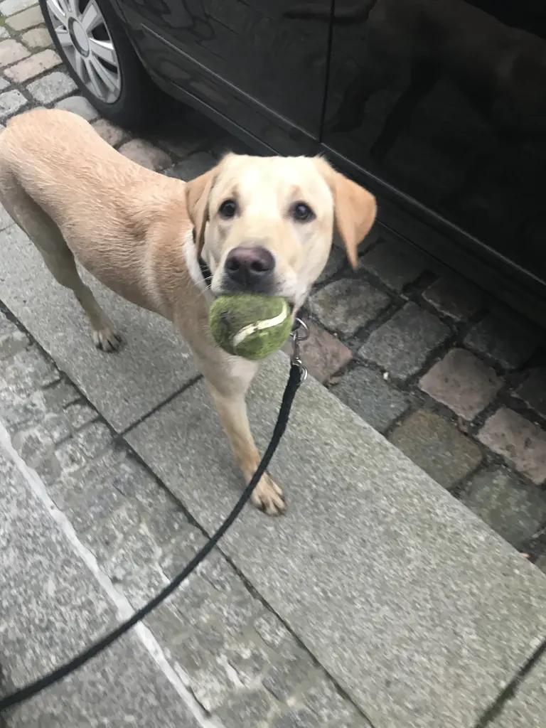 Andachtsbild von Hildegard