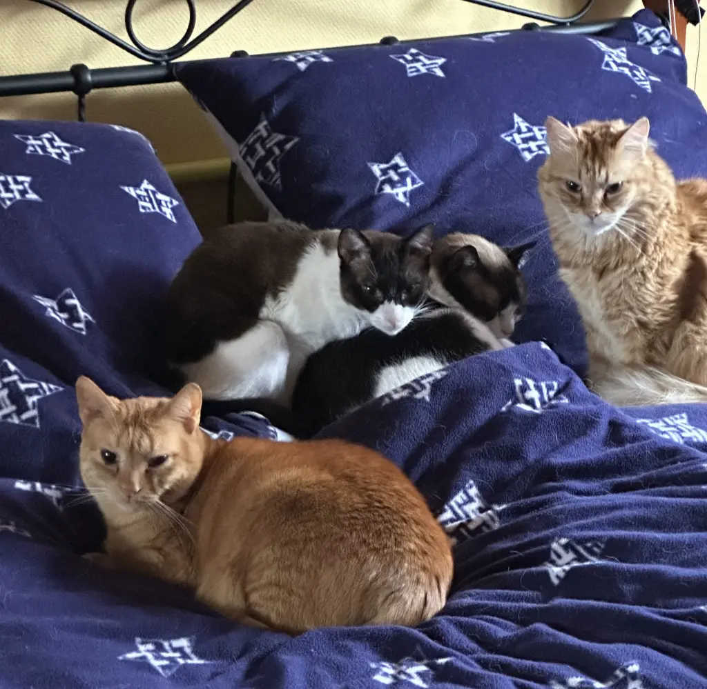 ♥️♥️♥️♥️