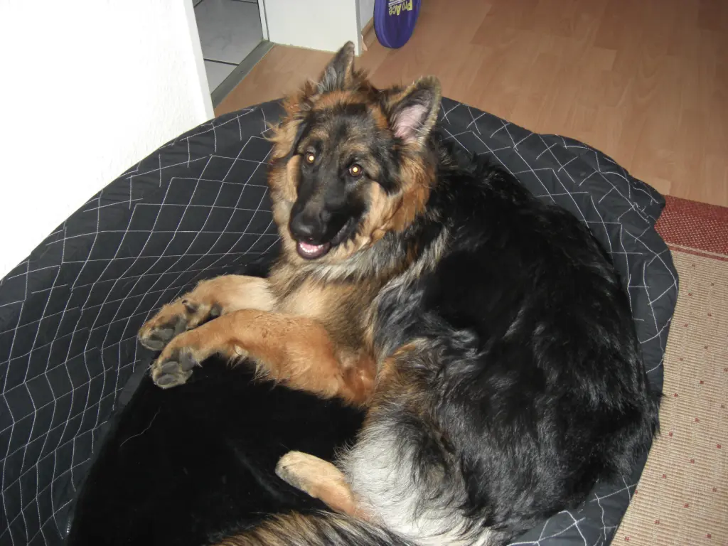 Condolence image of Klaudia mit Misiu❤❤❤