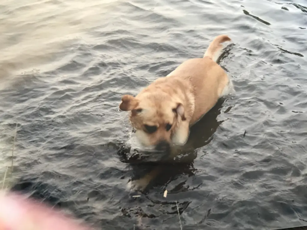 Condolence image of Elzbieta mit Max im Herzen ❤️