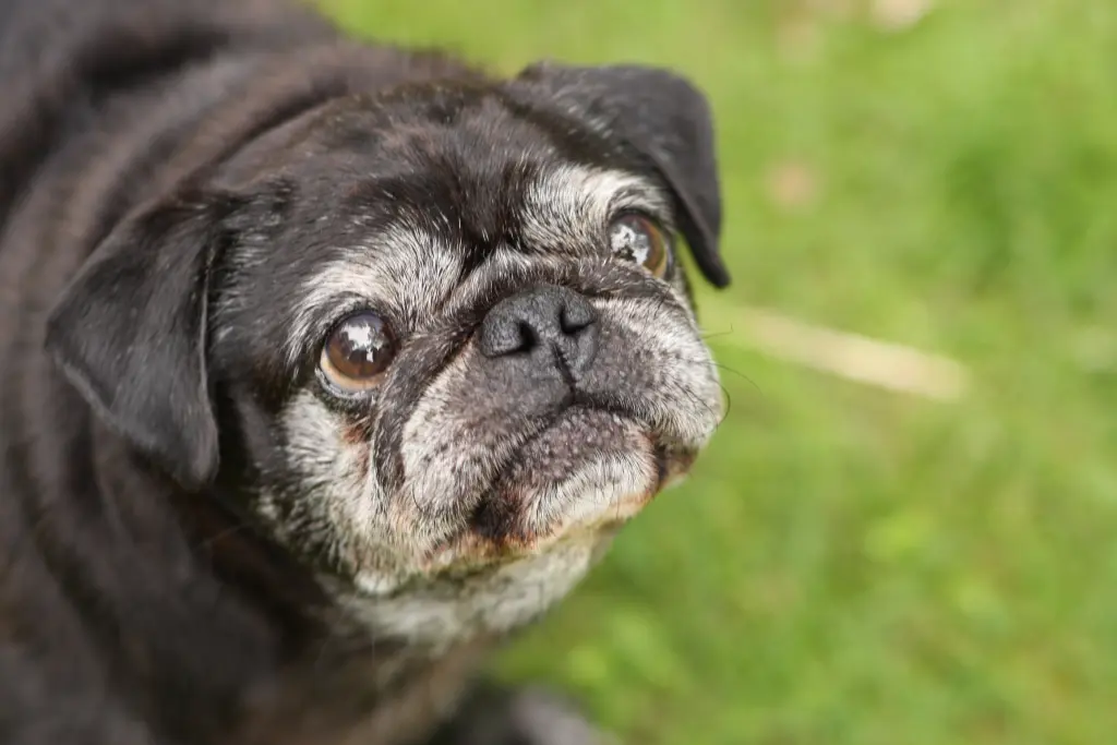 Condolence image of Cornelia mit Bruno & Barni im Herzen