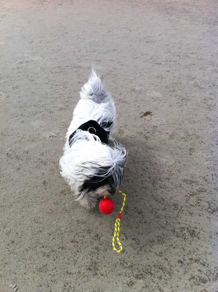 Condolence image of Doris mit Lizzy im Herzen