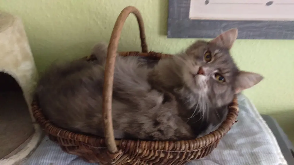 Image from Merlin alias Mörchen