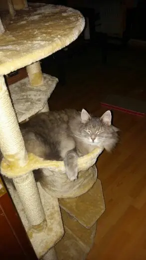 Image from Merlin alias Mörchen