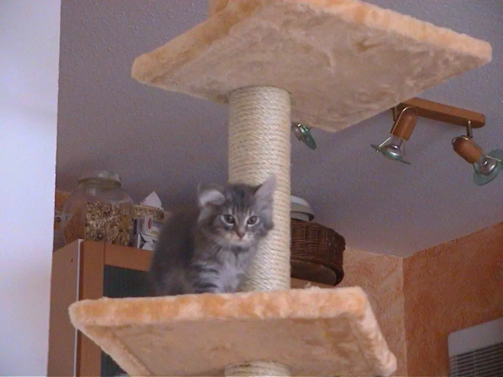 Image from Merlin alias Mörchen