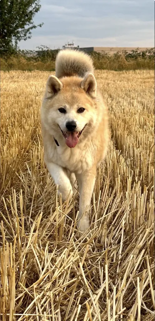 Image from Akito