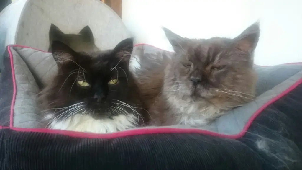 Jabba + Balou 2005-2017 + 2000-2016