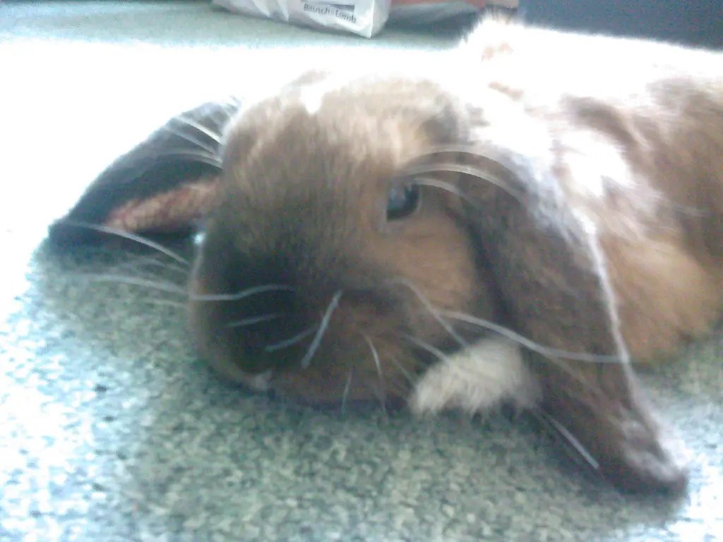 Andachtsbild von Andrea mit Schnuffi tief im ❤