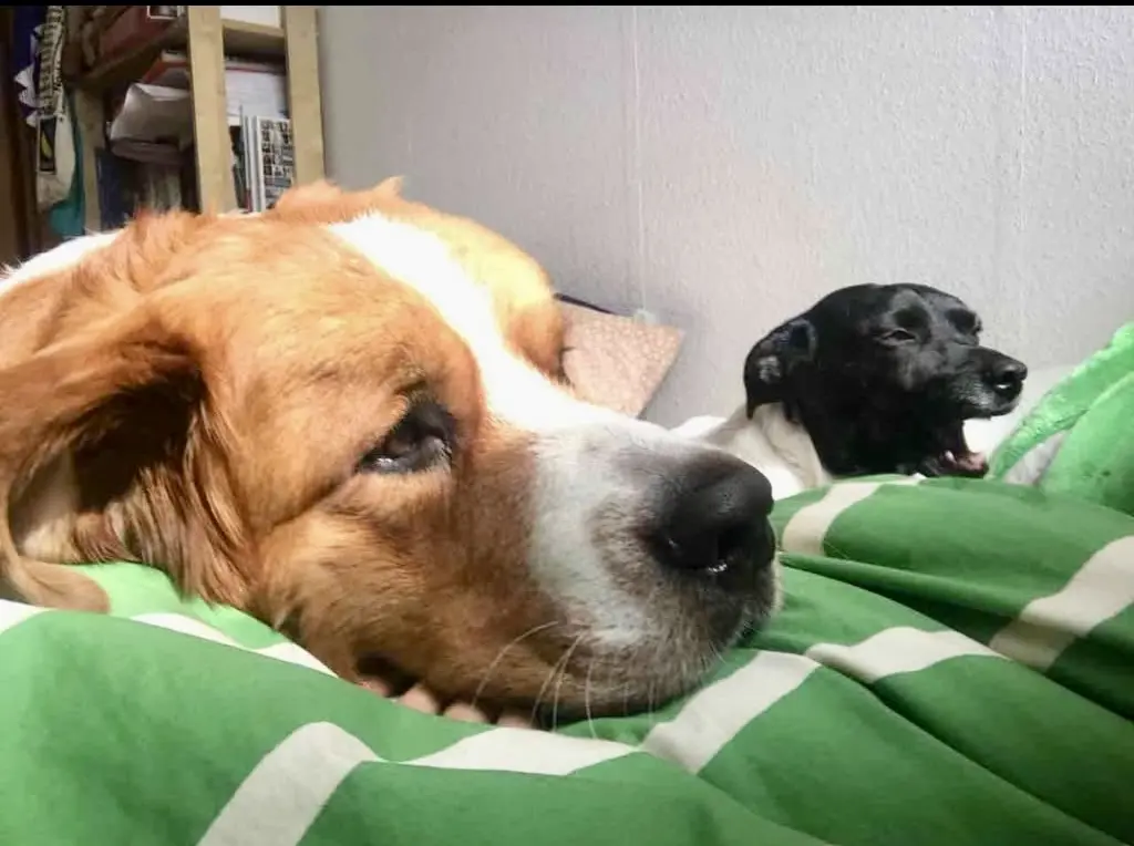 Andachtsbild von Sabse