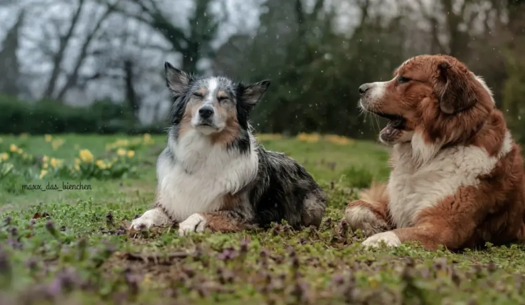 Andachtsbild von Bienchen 🐝