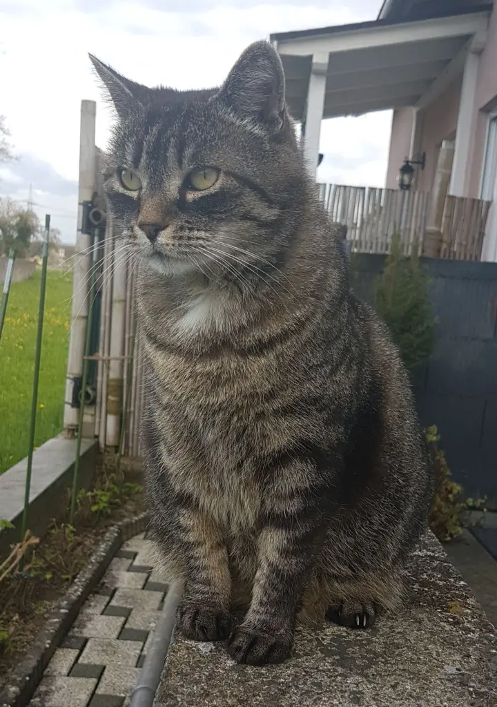 Image from Miezel