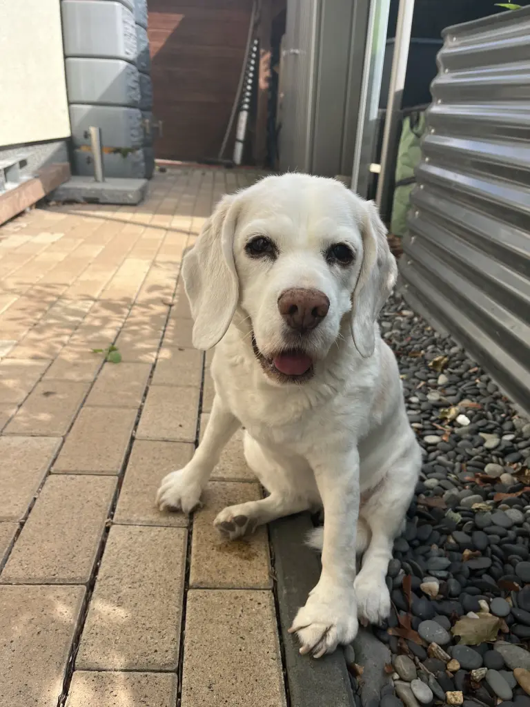 Image from Pepper