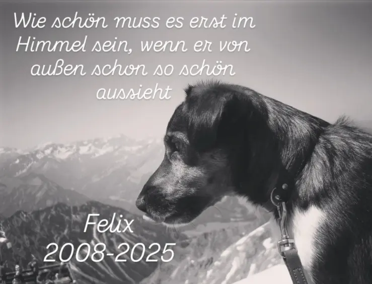 Bild von Felix
