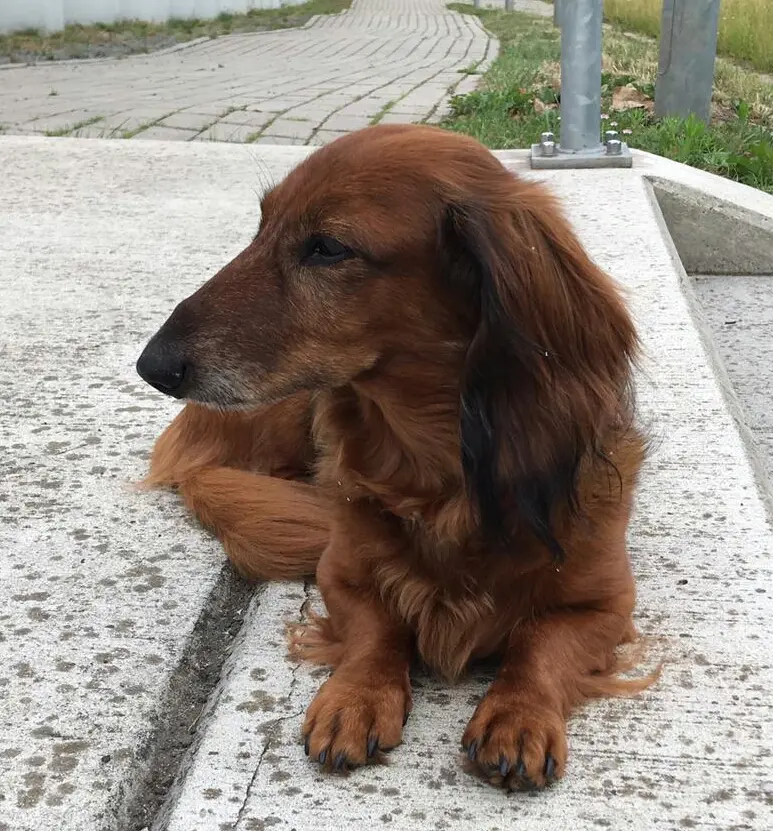 Hat immer auf Herrchen gewartet