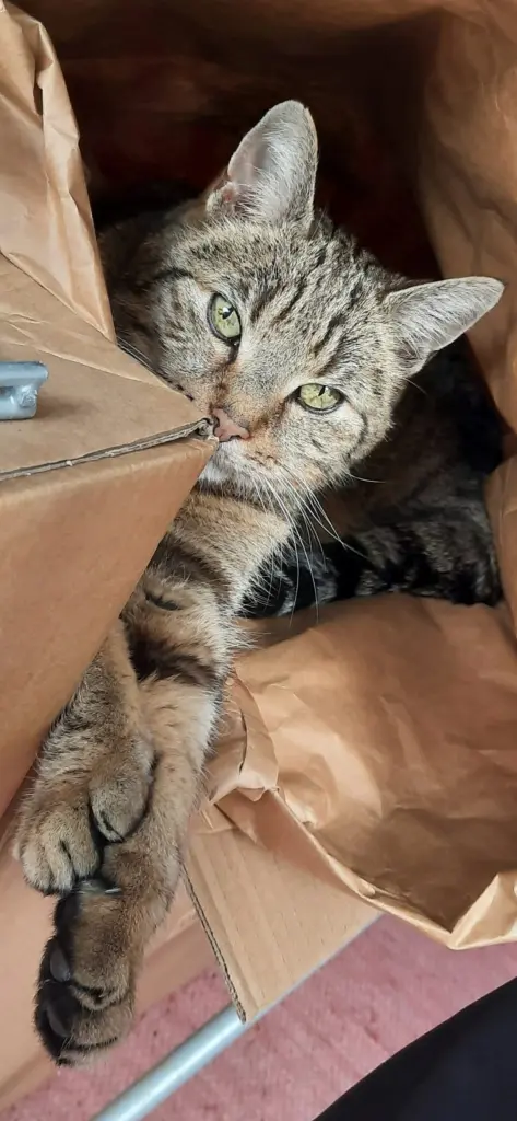 Chinguez Haußels, in ewiger LIEBE !