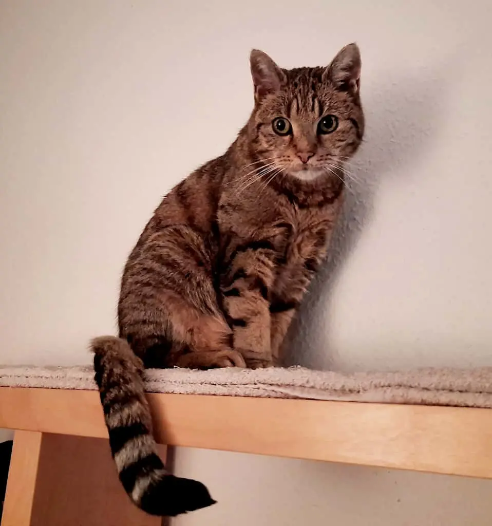 Chinguez Haußels,  in ewiger LIEBE !